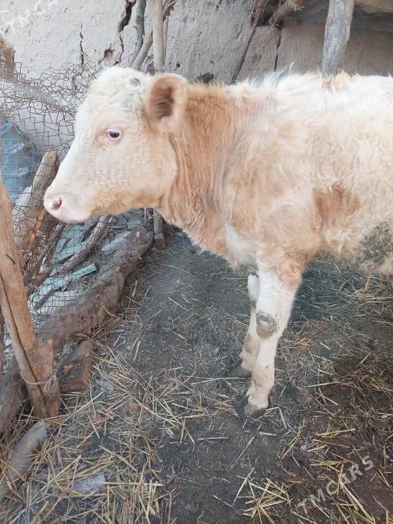 simental tatar.tuwe - Halaç - img 1