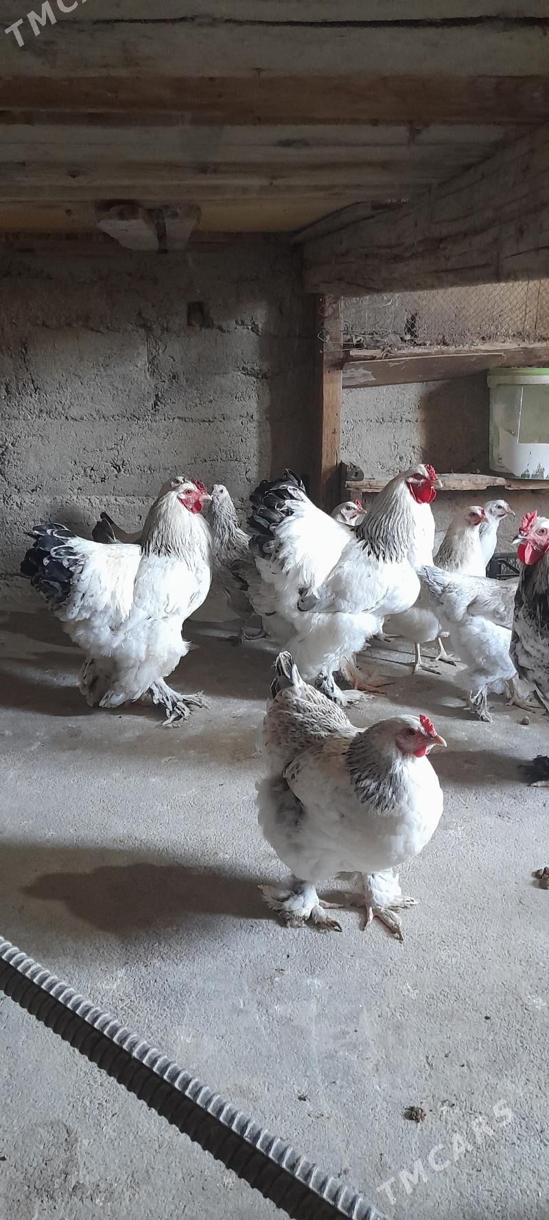 товук - Гёкдепе - img 1