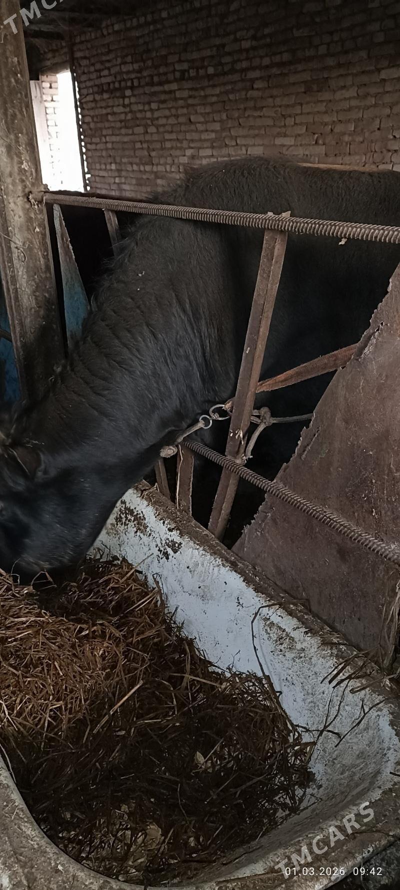 ökuzler - Çärjew - img 1