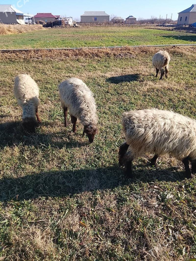 Goyun - Мары - img 1