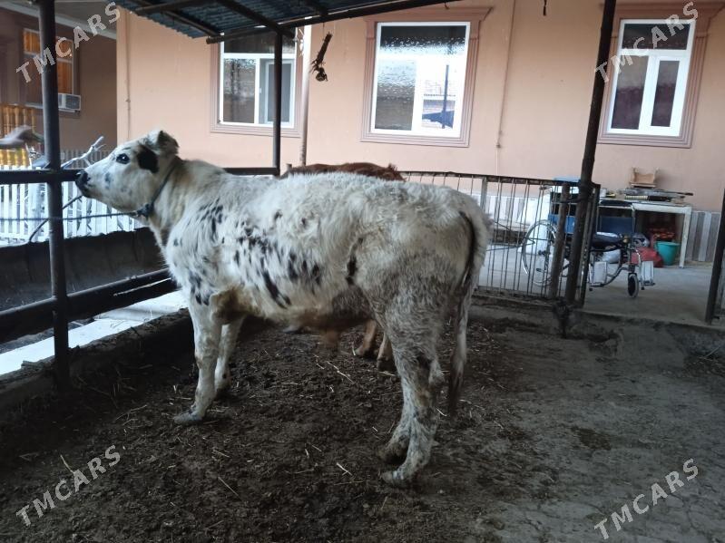 parodny öküz - Туркменабат - img 1