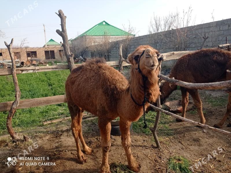 Düýe ogşuk - Bäherden - img 1