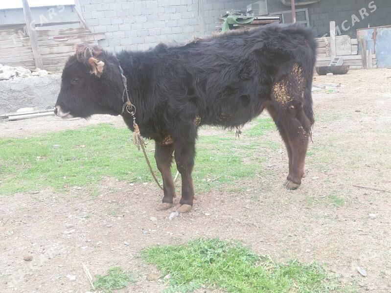 okuzce - Бахарден - img 1