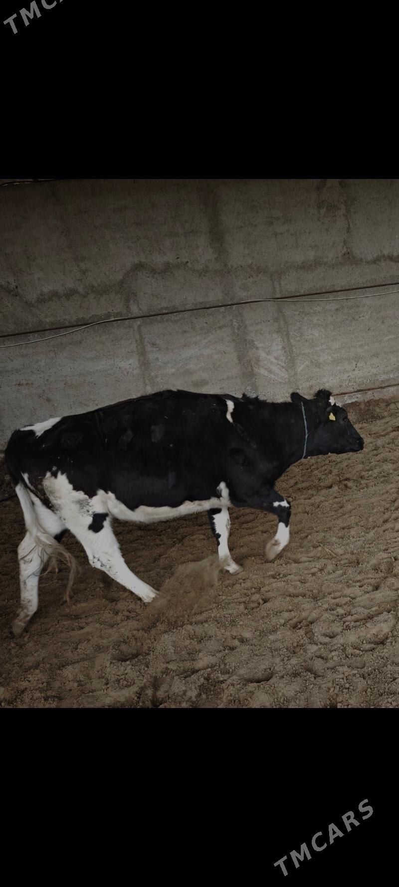 Arginal Garala tuve - Гёкдепе - img 1