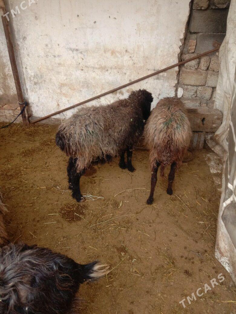 Gara kol Goyun - Garadamak - img 1