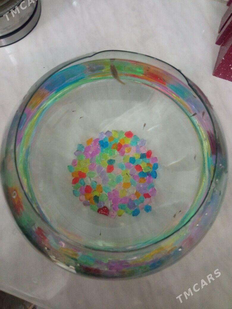 kicikke akvaryumda balyk - Туркменбаши - img 1