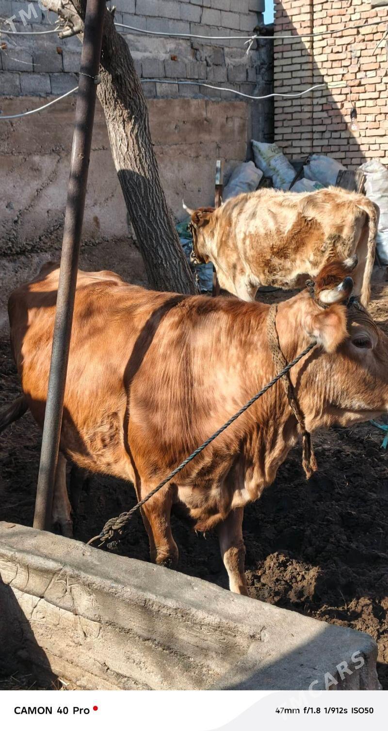 Bakylan Sygyr - Çoganly - img 1