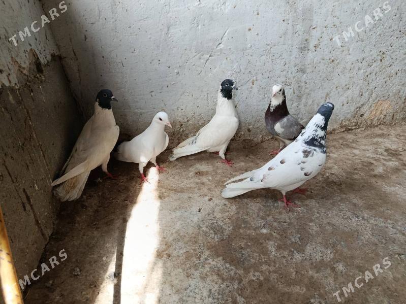 kepderi. - Гызыларбат - img 1