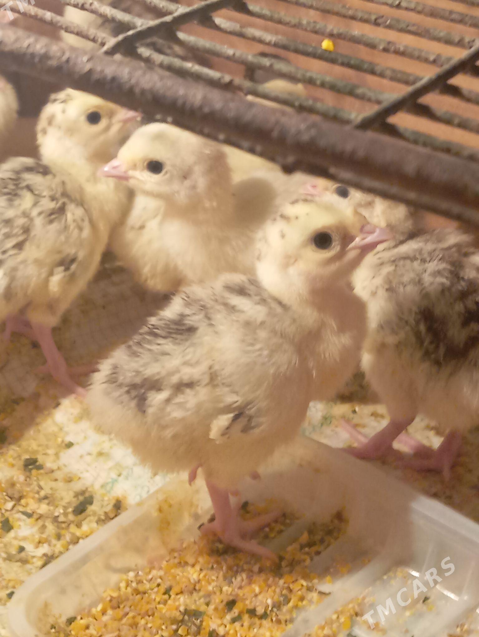 индюшата - Türkmenabat - img 1