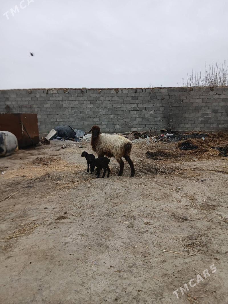 guzly goÿun - Бахарден - img 1