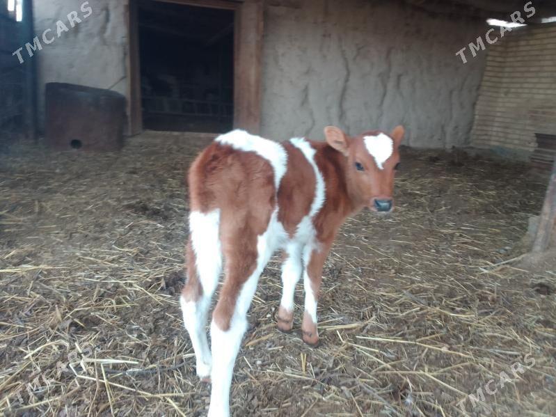 SAGLYK SYGYR - Dänew - img 1