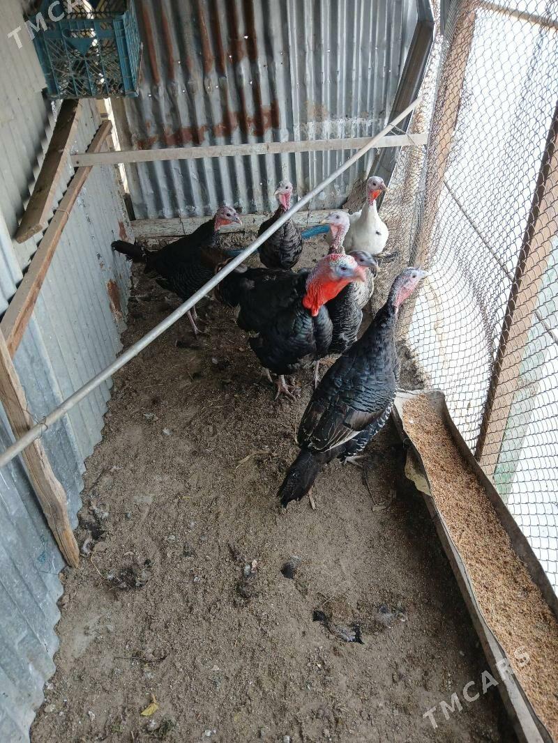 indyuk - Мары - img 1