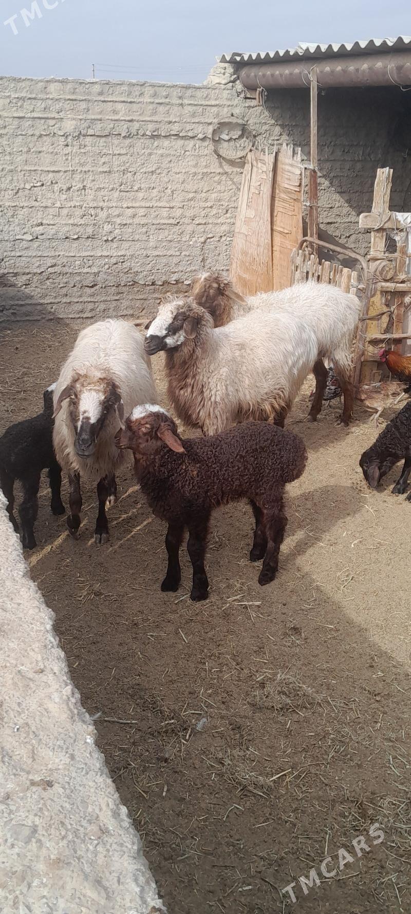 Guzuly goýun - Эсенгулы - img 1