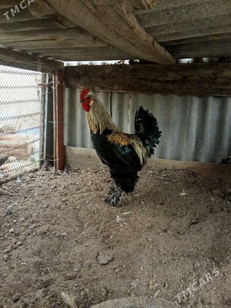 arassa balgar horaz - Bäherden - img 1