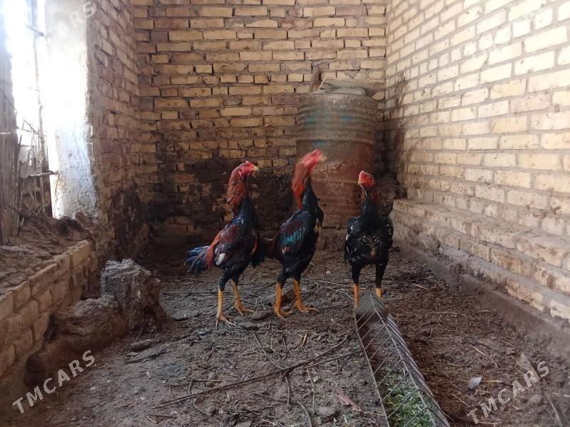 Байсовы хораз сатлык - Türkmenabat - img 1