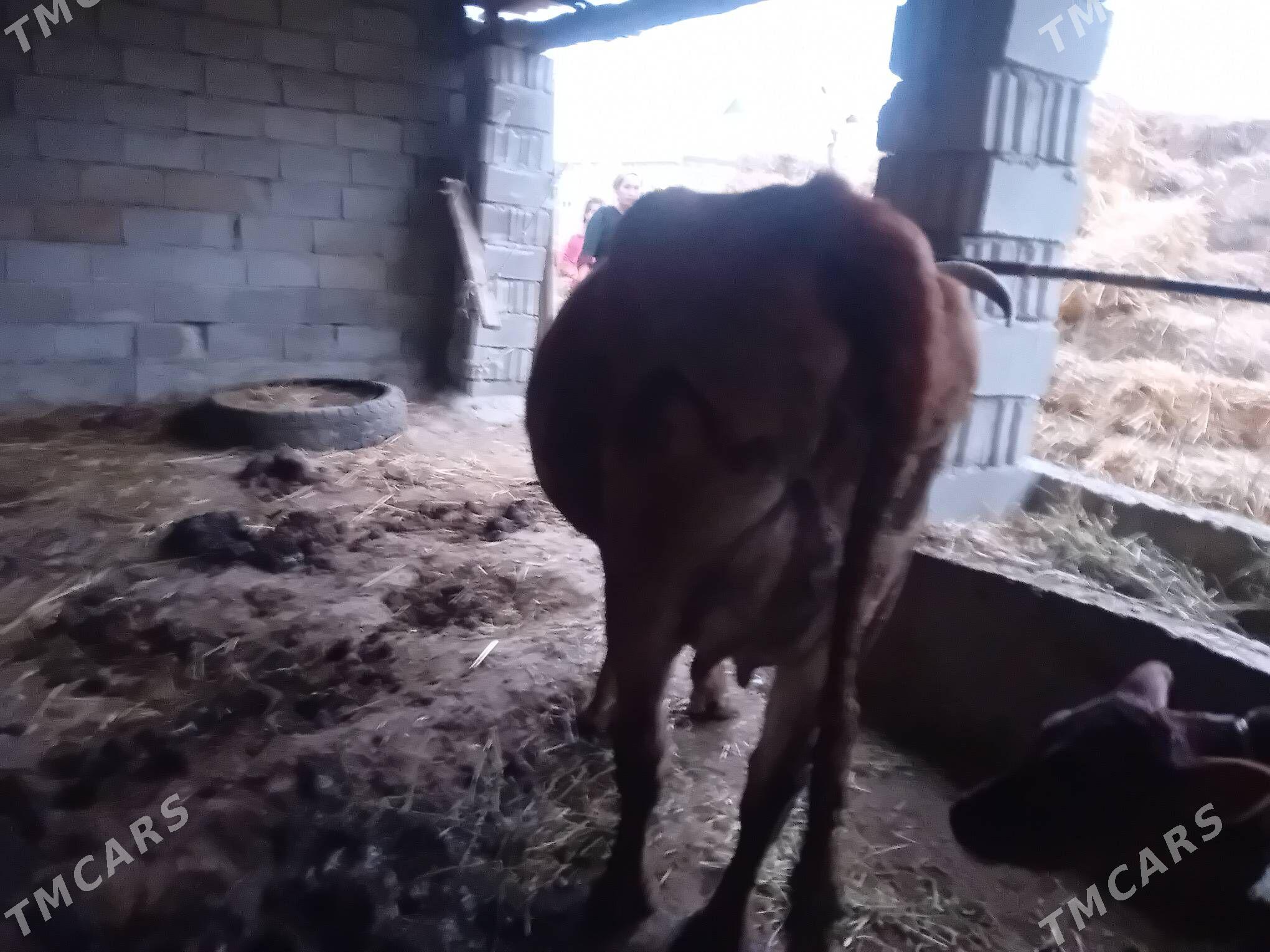 goleli sygyr - Bäherden - img 1