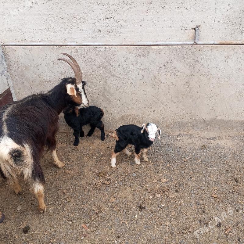 Ekiz owlakly geçi - Jebel - img 1