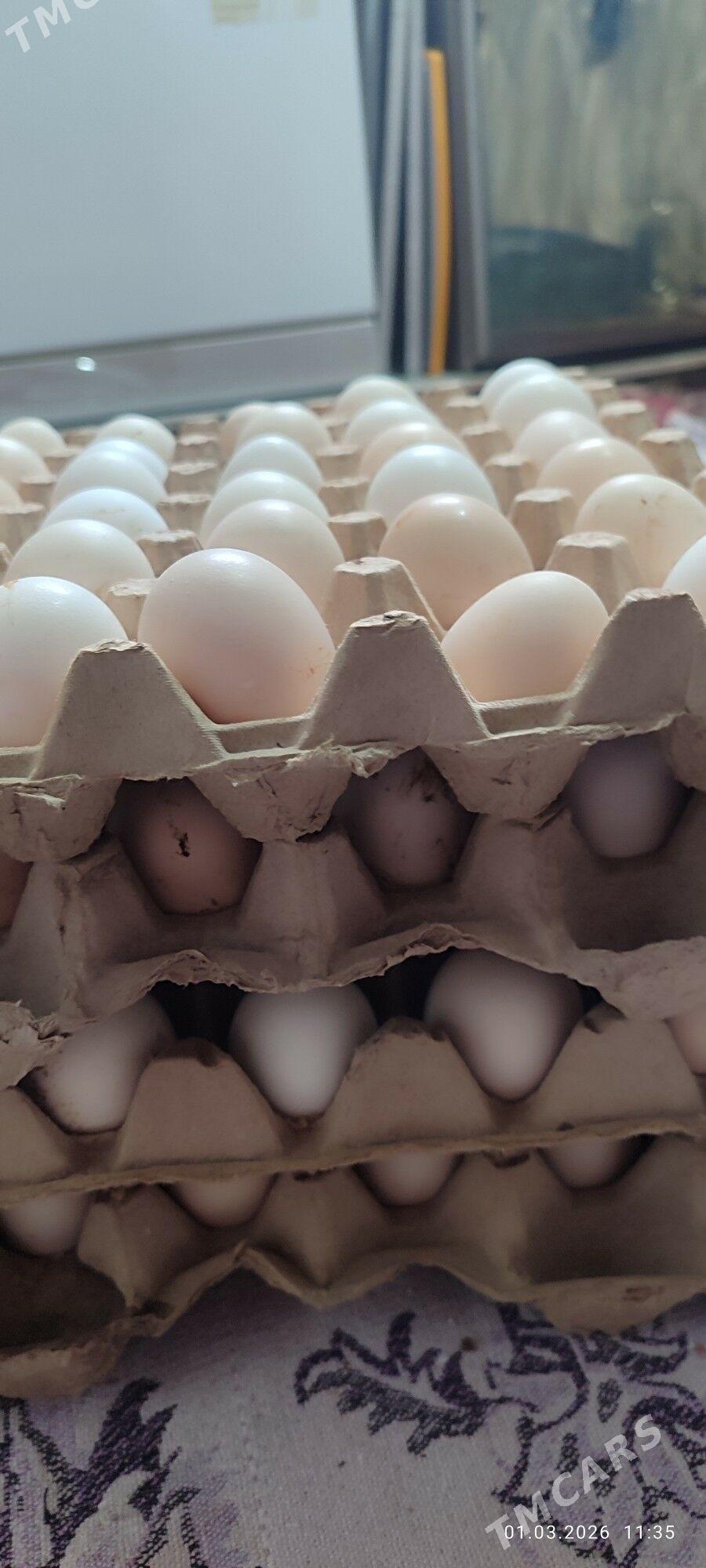 yumutga towuk - Aşgabat - img 1