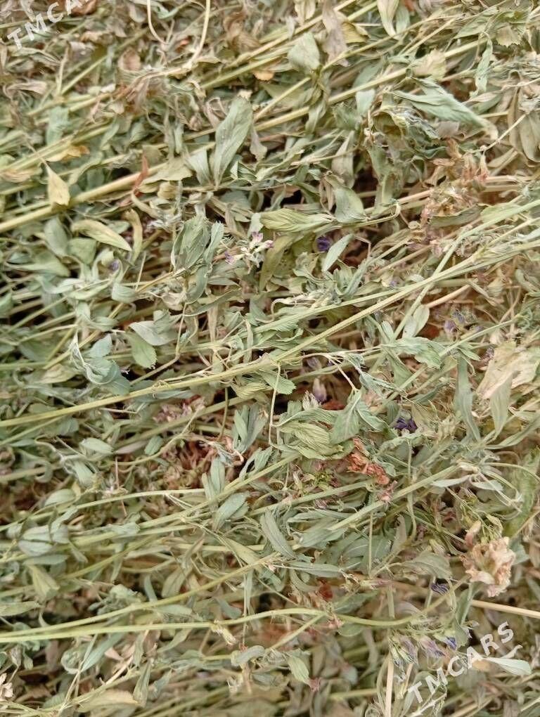 Gülli ýorunja - Garabekewül - img 1