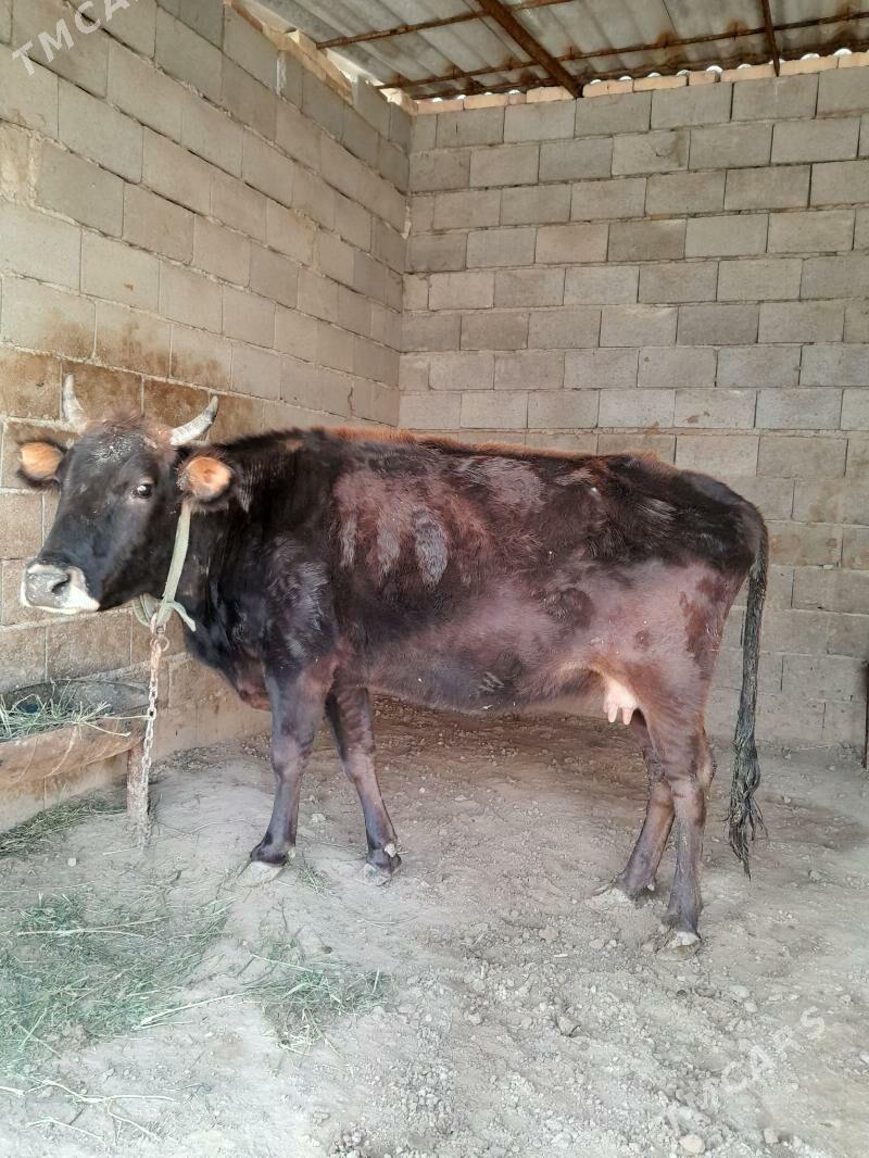 sygyr - Теджен - img 1