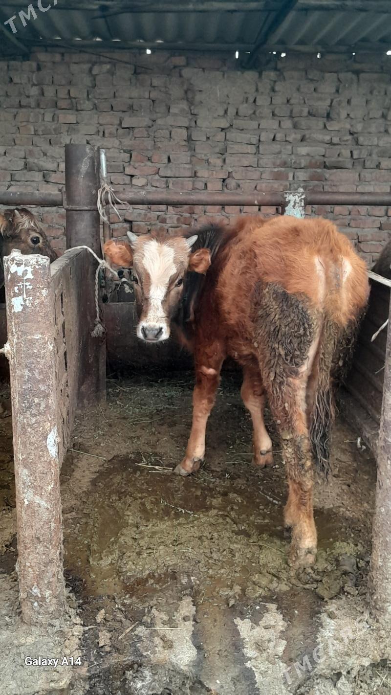 okuz siwes - Bäherden - img 1