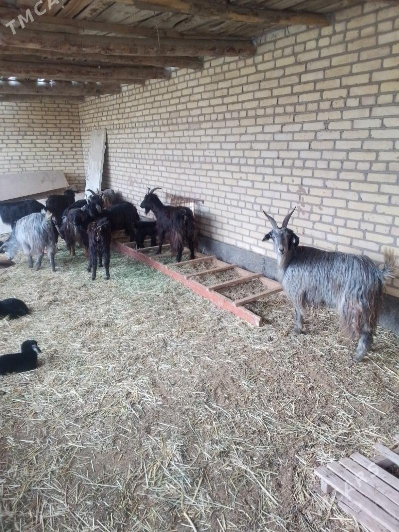 owlakly gechiler - Sakar - img 1