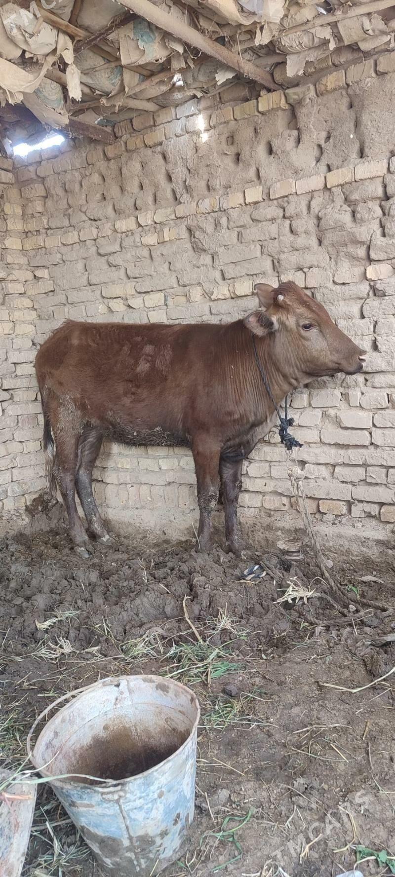 sygyr - Векильбазар - img 1