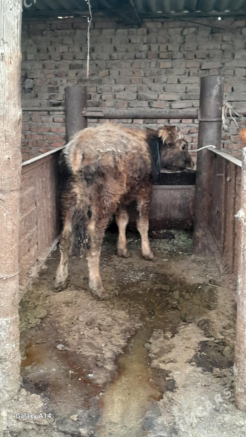 okuz siwes - Бахарден - img 1