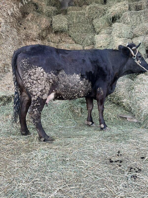 Goleli sygyr - Aşgabat - img 1