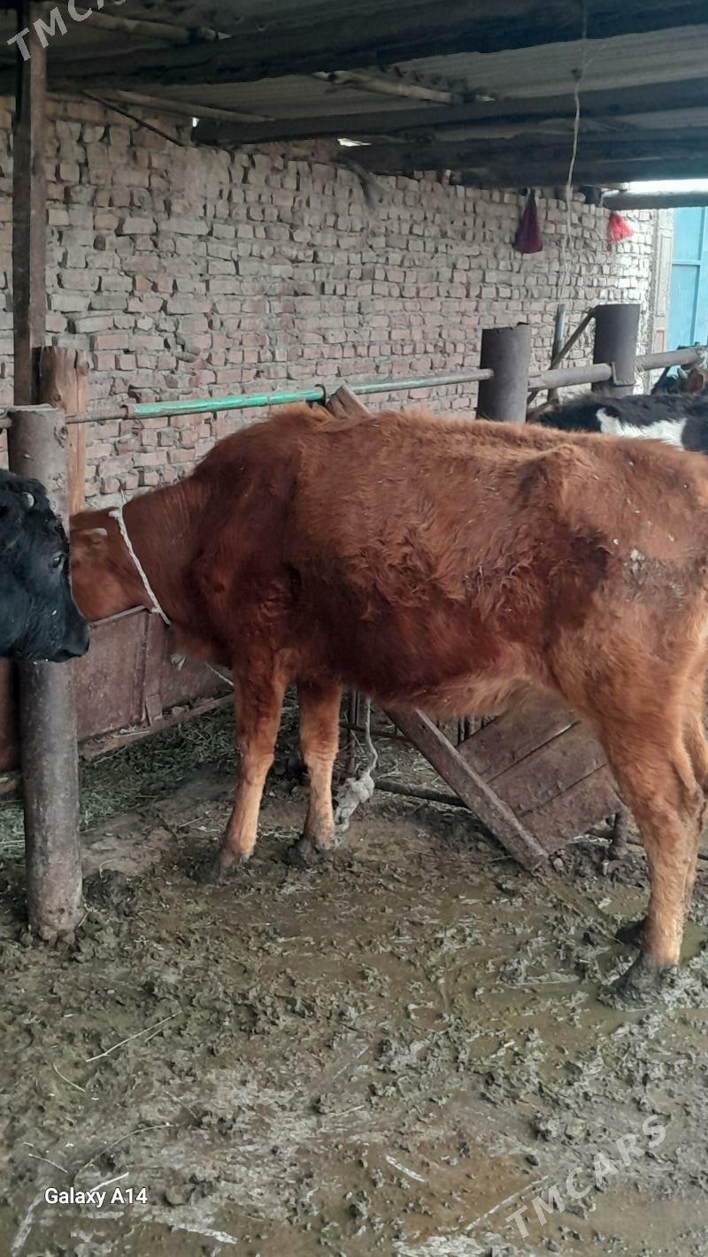 tuwe - Bäherden - img 1