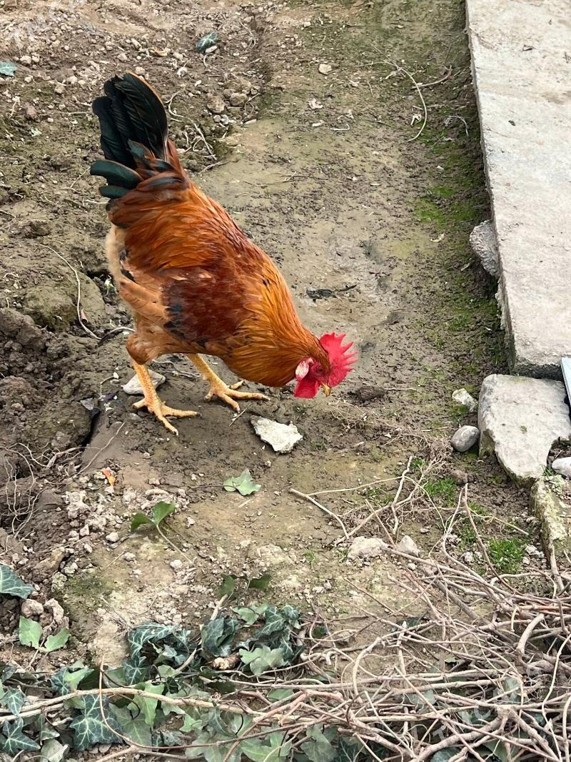 Horaz - Анев - img 1