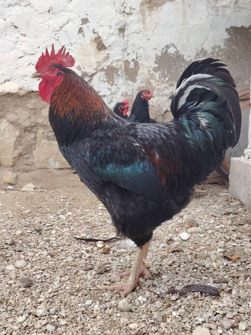 Jersey Gigant Джерси - Balkanabat - img 1