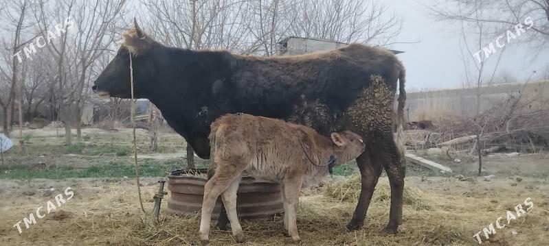 gõleli.Sygyr - Bäherden - img 1