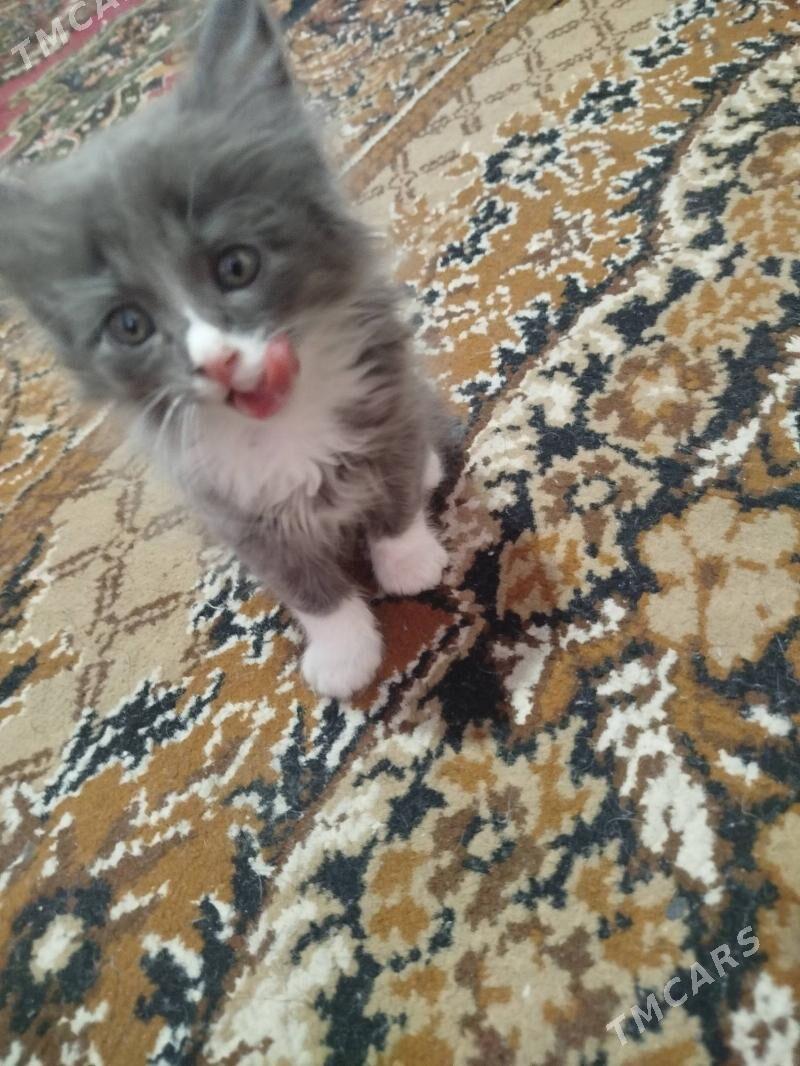 котята - Чарджоу - img 1