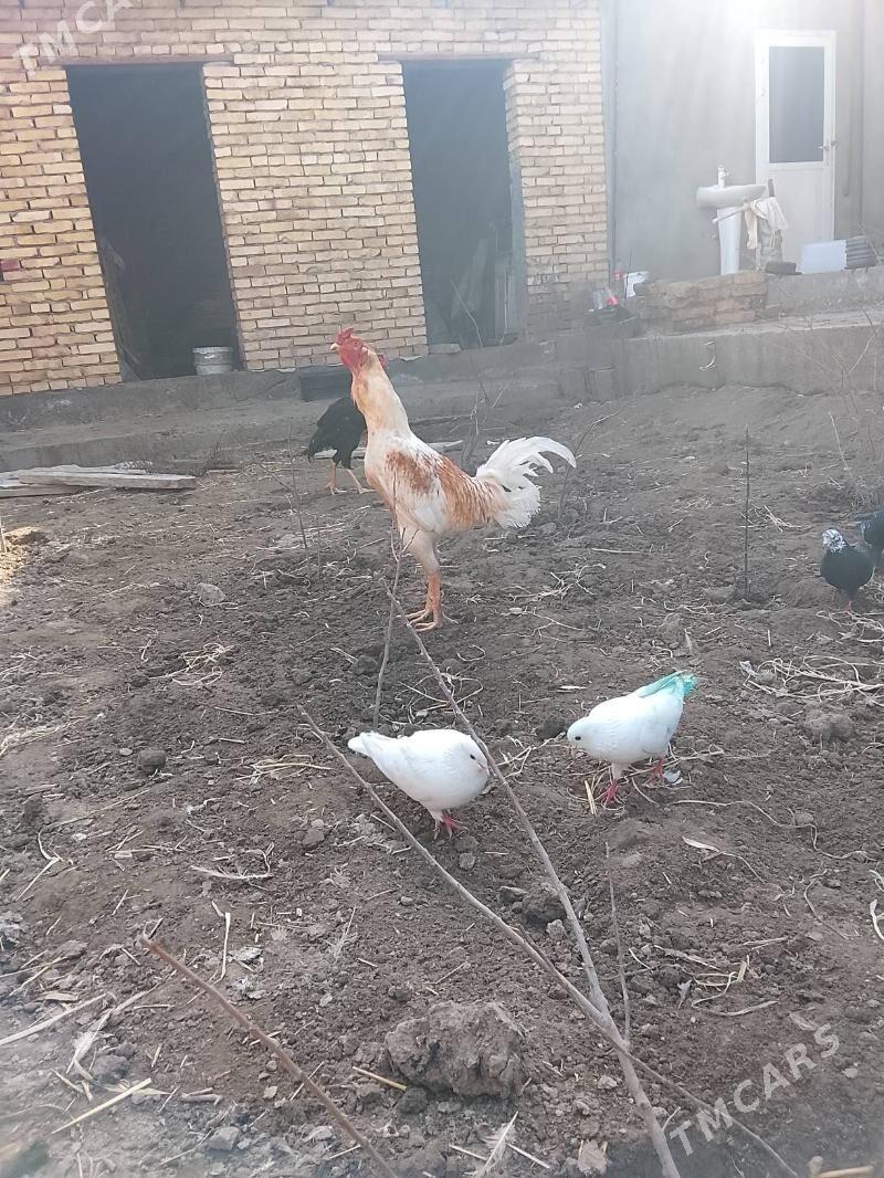 horaz - Туркменабат - img 1