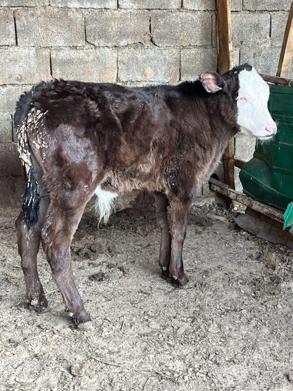 okuz - Ашхабад - img 1