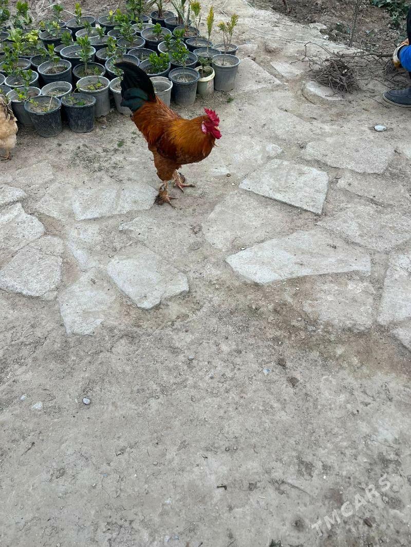 Horaz - Анев - img 1