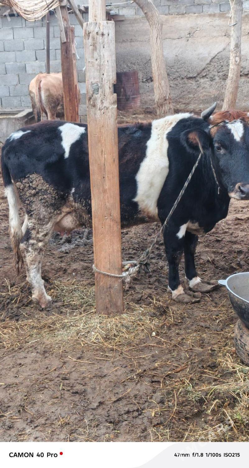 Sygyr - Çoganly - img 1