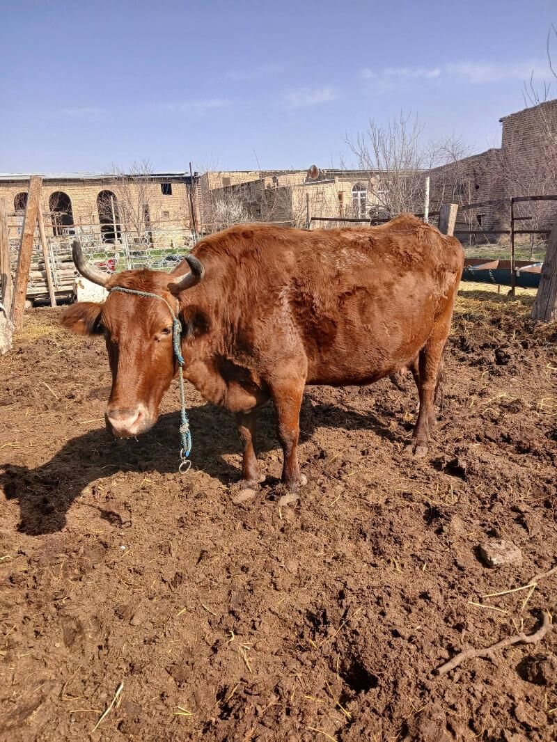 саглык богаз сыгыр - Чарджоу - img 1