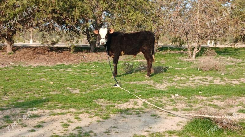 okuz - Ашхабад - img 1