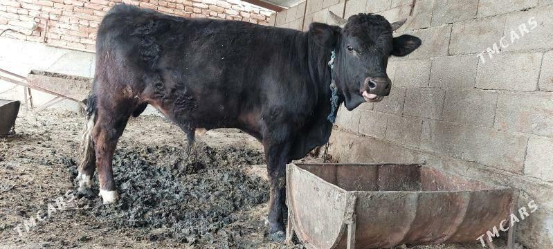 Öküz - Bäherden - img 1