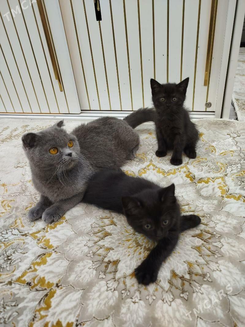 Sotland PISIK - Бузмеин ГРЭС - img 1