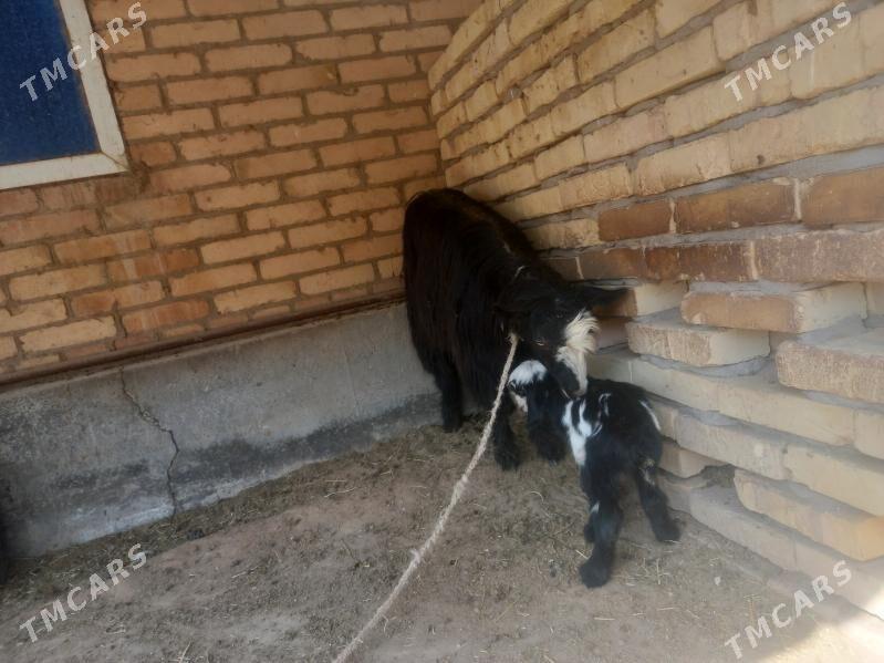 OWLAKLY GECCI. - Чарджоу - img 1