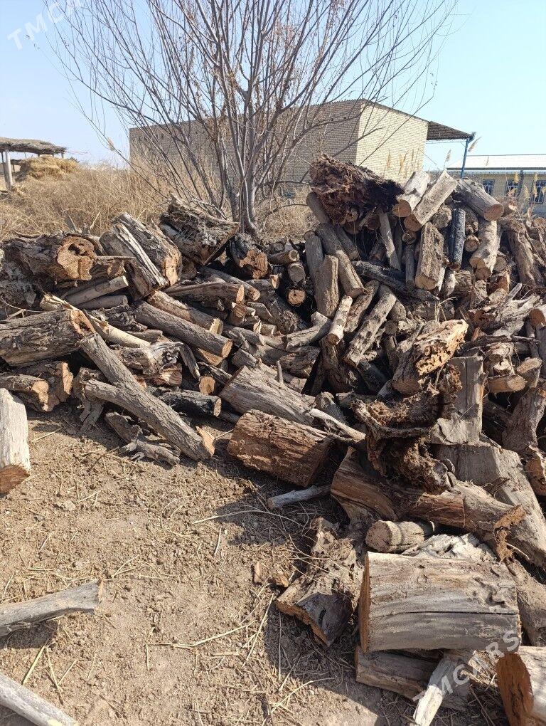 Kesikli taÿyn agaclar - Дянев - img 1