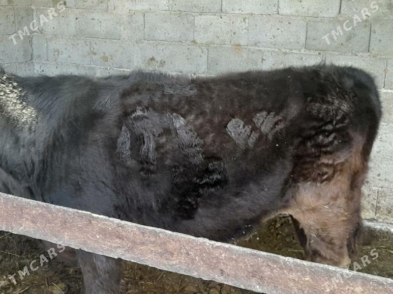 okiz tohum - Bagyr - img 1