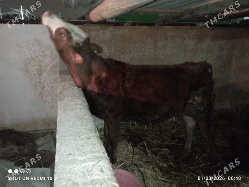 ÖKUZ SİMENTAL GİBRİT - Багир - img 1