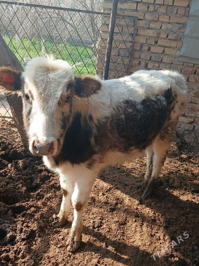 Unajyn - Туркменабат - img 1