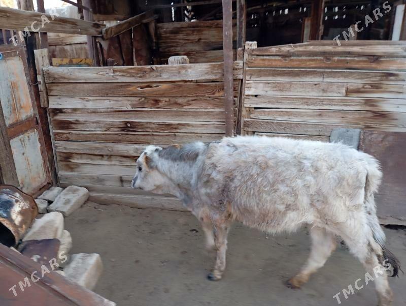 urwalyk gacar. - Джебел - img 1