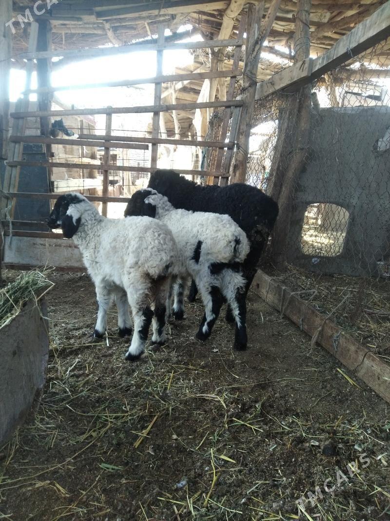 kuzullar - Фарап - img 1