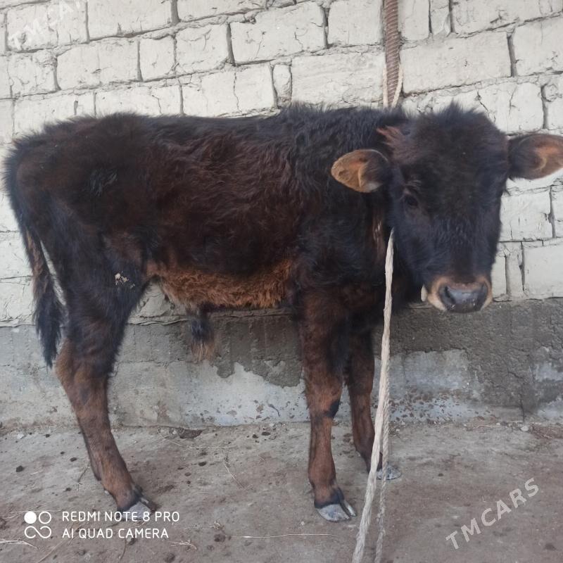 ŞWES ÖKÜZ - Гёкдепе - img 1